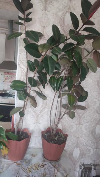 Продамфикусы