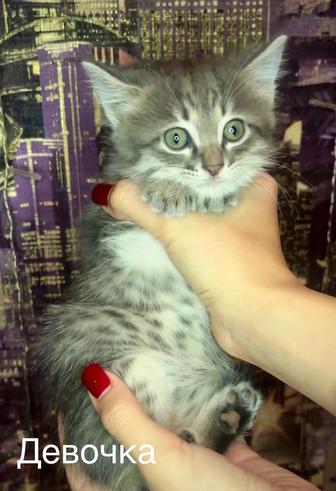 Прекрасные котята в любящие руки