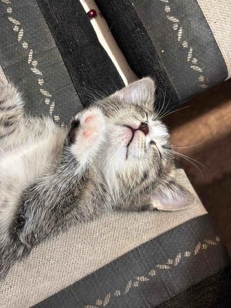 Веселые и ласковые котята в любящие руки