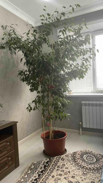 Цветы комнатные