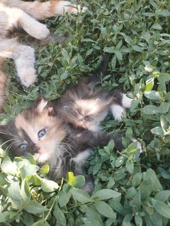 Котята в добрые руки от мамы крысоловки