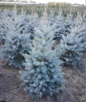 Саженцы Сосна , Туя ,Ели голубые, Ель Сибирский, Можжевельник,