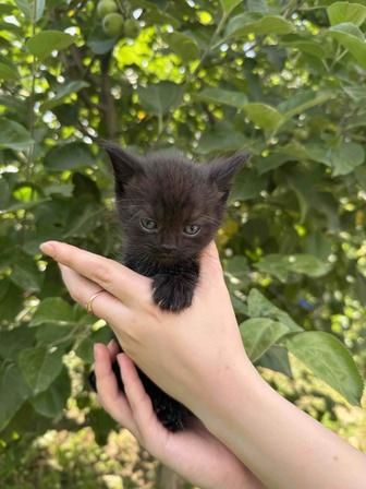 Отдам Котят