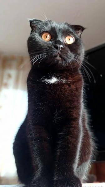Кошка вислоухая Скоттиш Фолд