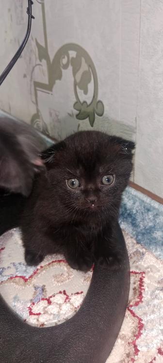 Котята породистые