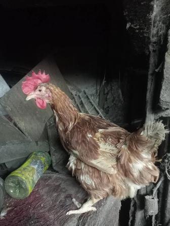 Продам кур