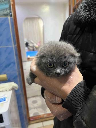 Шотландская веселухая чистокровная