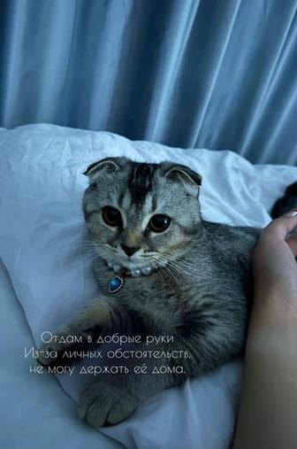 Кошка
