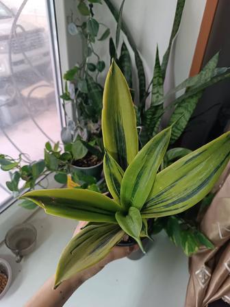 Срочно распродаю комнатные растения