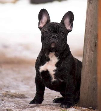 Французский бульдог