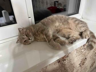 Отдам кошку в добрые и любящие руки