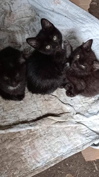 Котята(мальчик, 2 девочки)