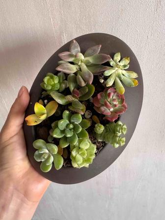 Комнатные растения. Суккуленты,колеус, аглаонема, спатифилум, фиттония и др