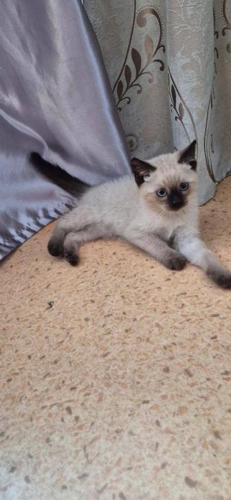 Котенок мальчик 2 месяцев