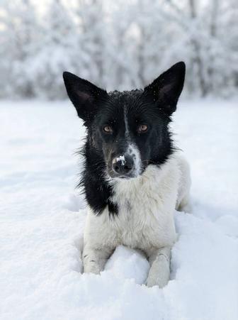 Собака в добрые руки