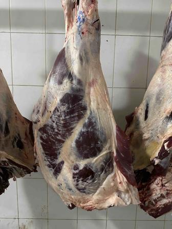 Мясо говядины и баранины