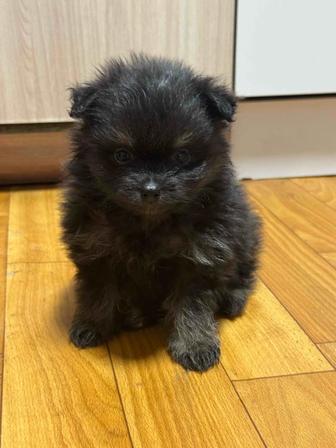 Немецкий шпиц