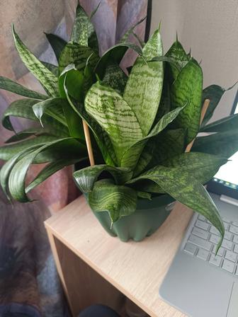 Продам комнатное растение Сансевиерия