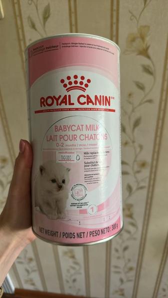 Молоко для котят