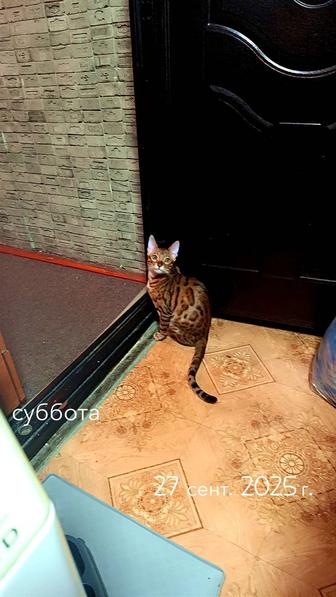 Продам кота