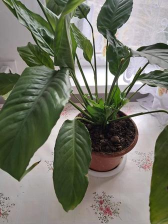 Домашние цветы