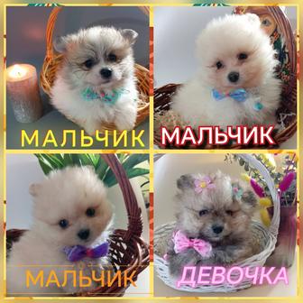 Шикарные детки померанского шпица миники.
