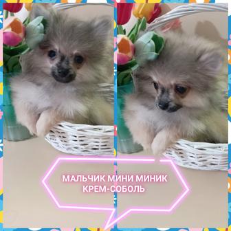 Шикарные детки померанского шпица миники. Мальчики и девочка