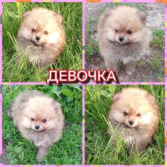 Шикарные детки померанского шпица миники. Мальчики и девочка