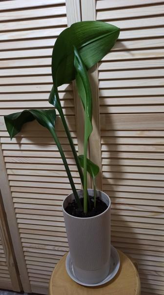 Продам комнатное растение Эухарис