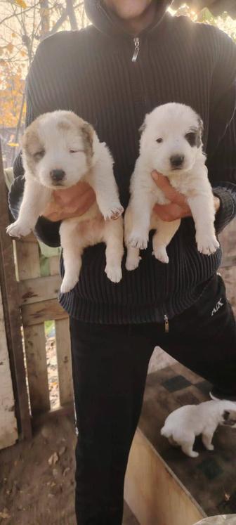 Продам щенков алабай- тобет