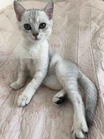 Продам котенка