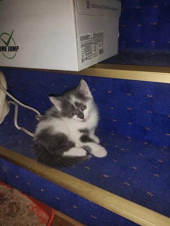 Отдам котят