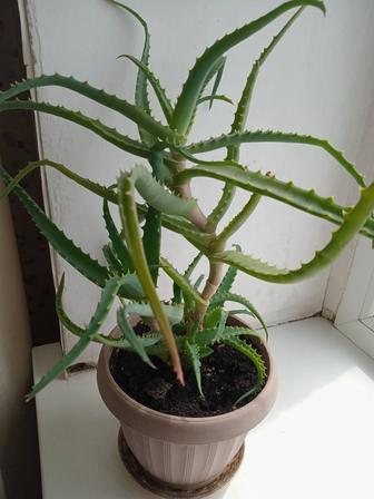 Алоэ лечебное