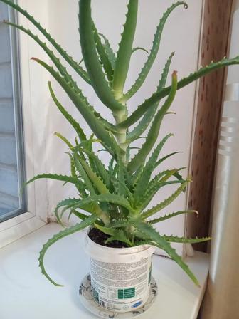 Алоэ лечебное