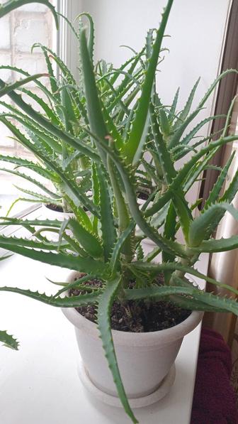 Алоэ лечебное