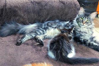 Котенок мейнкун