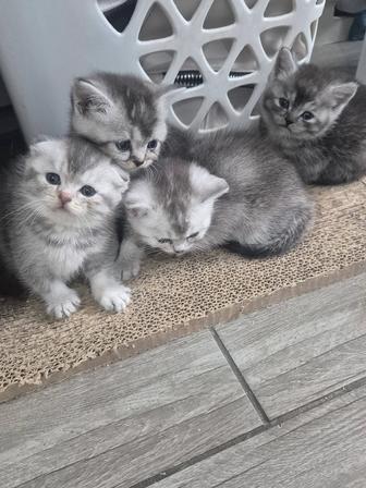 Шотландские котята