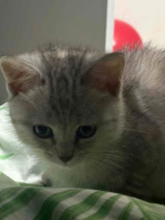 Отдам котенка Девочка