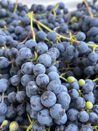 Продам виноград сорта Изабелла