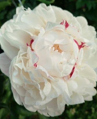 Пион Киринмару