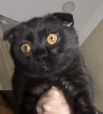 Продаю котенка Скоттиш fold