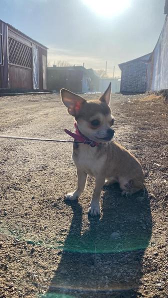 Вязка чихуахуа мини девочка ( ищем кобеля)