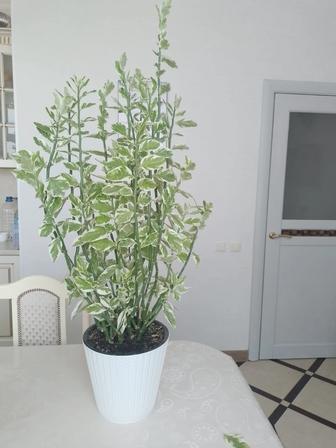 Цветы педилантус