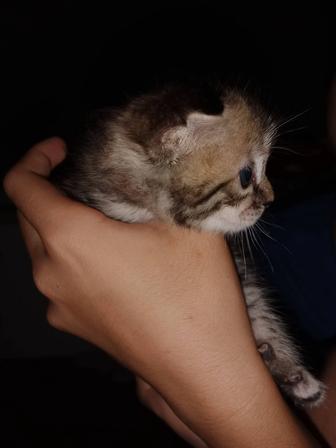 кошки