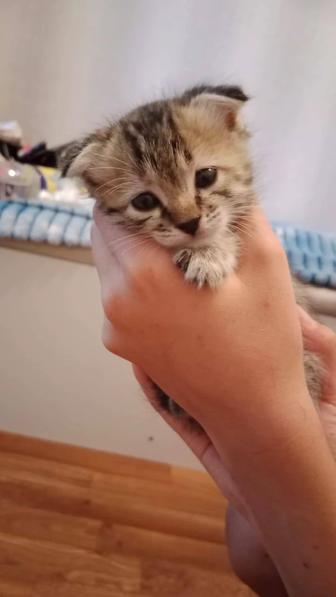 кошки