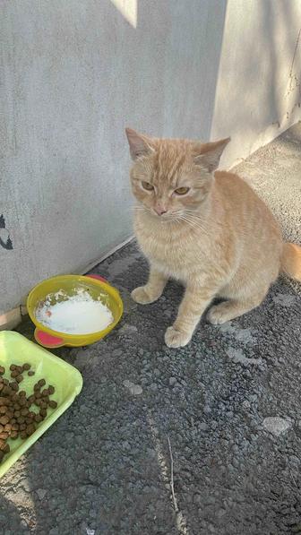 Отдам котенка