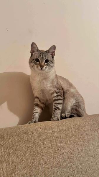 Кошка