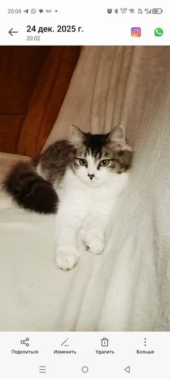 Кошка ищет дом !