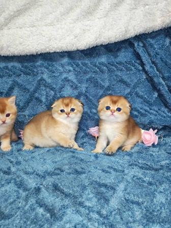 Элитные шотландские котята золотая шиншилла