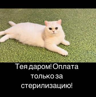 Продам шикарную кошечку серебристую шиншиллу британской породы!